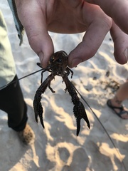 Procambarus spiculifer