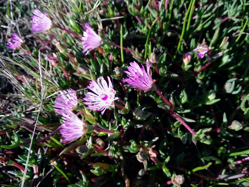 Image of Lampranthus filicaulis by (c) De Waal Hugo, some rights reserved (CC BY)