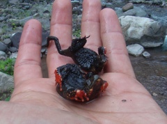 Melanophryniscus rubriventris