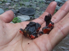 Melanophryniscus rubriventris