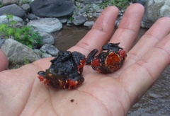 Melanophryniscus rubriventris