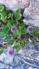 Globularia incanescens