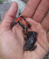 Melanophryniscus rubriventris