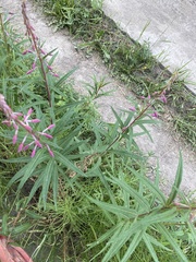 Chamaenerion angustifolium