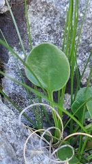Globularia incanescens