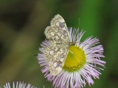 Anania coronata