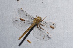 Neurocordulia molesta