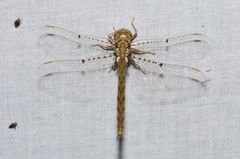 Neurocordulia molesta