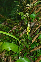 Calanthe actinomorpha