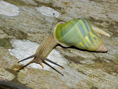 Amphidromus angulatus
