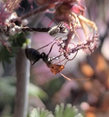 Endiodioctes