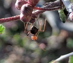 Endiodioctes