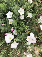 Oenothera speciosa