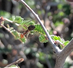 Endiodioctes
