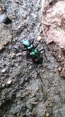 Pseudoxycheila bipustulata