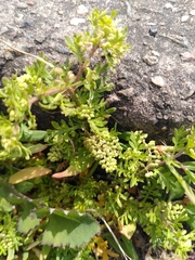 Lepidium didymum