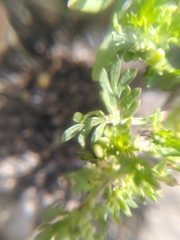 Lepidium didymum