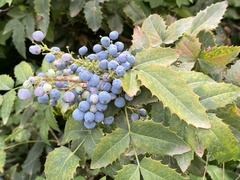 Berberis