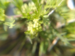 Lepidium didymum