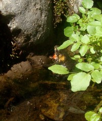 Melanophryniscus rubriventris