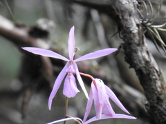 Encyclia adenocaula, photograph (c) Sandino Guerrero, some rights reserved (CC BY)