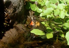 Melanophryniscus rubriventris