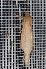 Phragmataecia castaneae