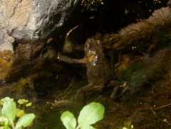 Melanophryniscus rubriventris