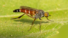 Lysilinga aurantiaca