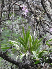 Encyclia adenocaula, photograph (c) Sandino Guerrero, some rights reserved (CC BY)
