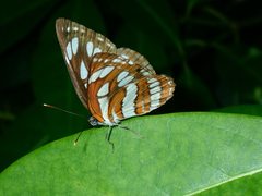 Neptis hylas