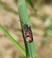 Lygaeus hanseni