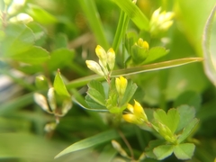 Trifolium micranthum