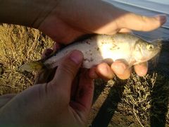 Oligosarcus jenynsii