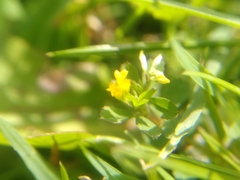 Trifolium micranthum