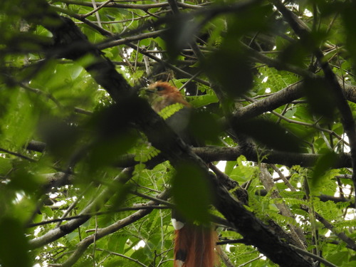 Mexican Squirrel Cuckoo (Piaya mexicana), photo 3