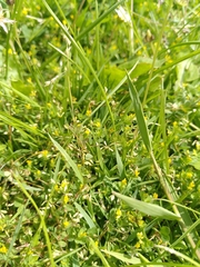 Trifolium micranthum