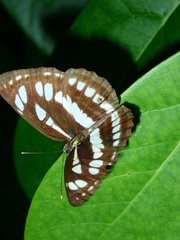 Neptis hylas