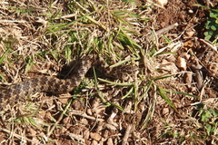 Erythrolamprus almadensis