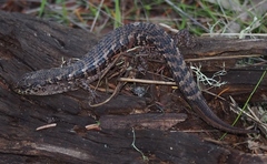 Elgaria coerulea coerulea