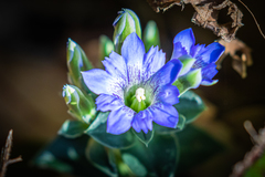 Gentiana zollingeri