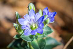 Gentiana zollingeri
