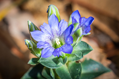 Gentiana zollingeri