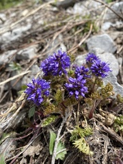 Veronica paysonii