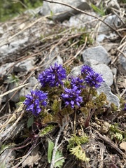 Veronica paysonii