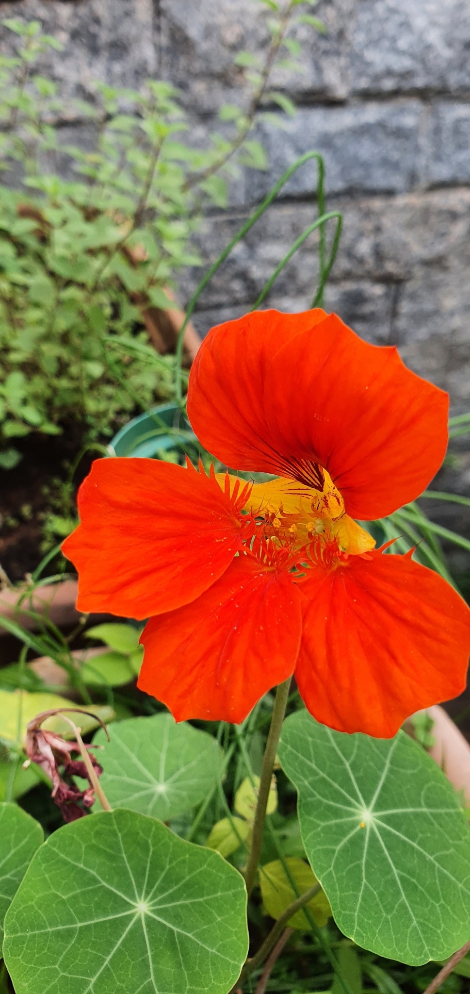 Tropaeolum majus