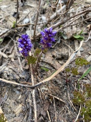 Veronica paysonii