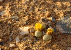 Lithops herrei