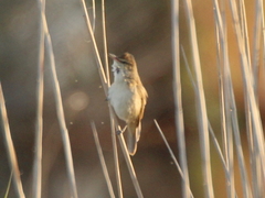 Acrocephalus stentoreus