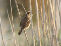 Acrocephalus stentoreus